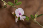 Creeping lespedeza